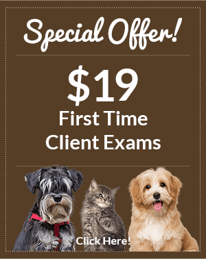 Special Offer! $19 First Time Client Exams. Click here!