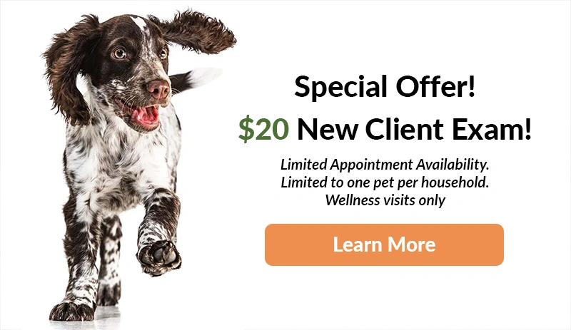 Special Offer! $20 New Client Exam!