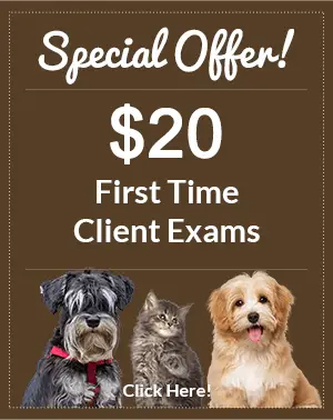 Special Offer! $20 First Time Client Exams. Click here!